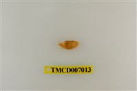 藏品(礁石假團扇蟹)的圖片